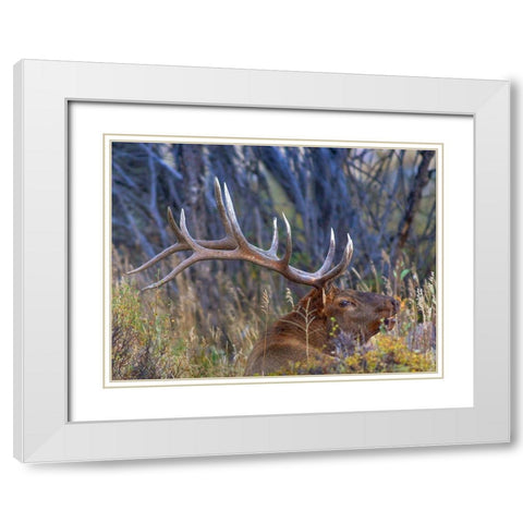 Bull elk-Colorado White Modern Wood Framed Art Print with Double Matting by Fitzharris, Tim