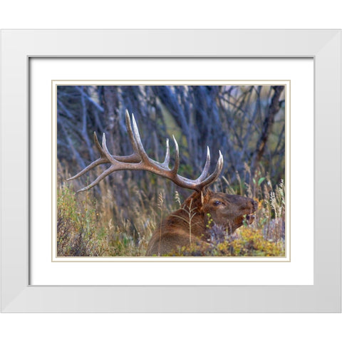 Bull elk-Colorado White Modern Wood Framed Art Print with Double Matting by Fitzharris, Tim