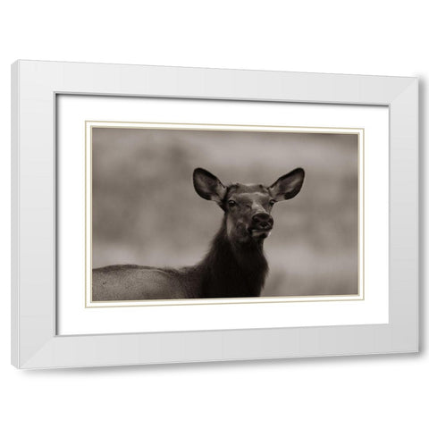 Female elk-Colorado Sepia White Modern Wood Framed Art Print with Double Matting by Fitzharris, Tim