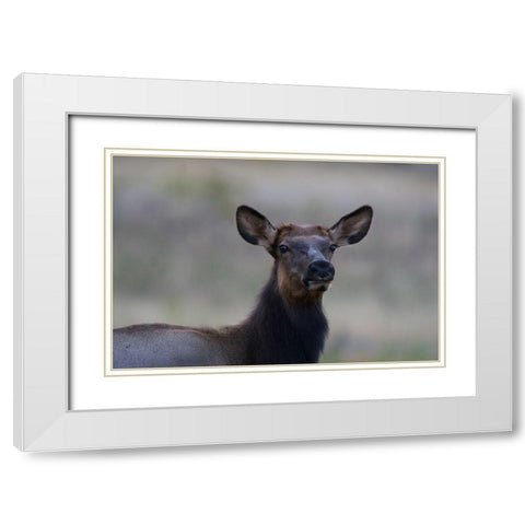 Female elk-Colorado White Modern Wood Framed Art Print with Double Matting by Fitzharris, Tim