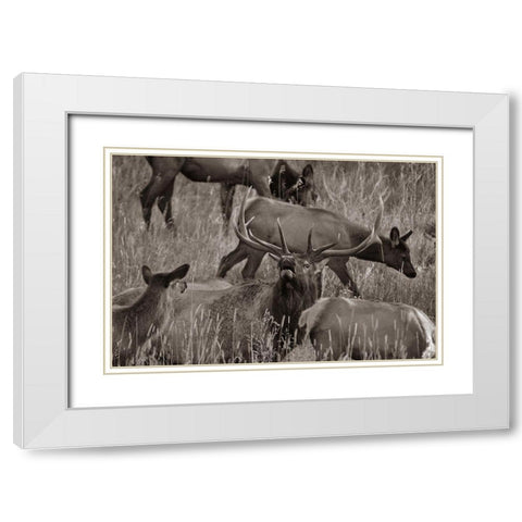 Bull elk bugling with harem-Colorado Sepia White Modern Wood Framed Art Print with Double Matting by Fitzharris, Tim