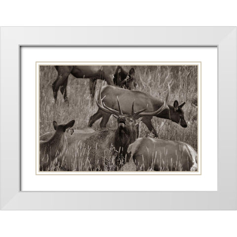 Bull elk bugling with harem-Colorado Sepia White Modern Wood Framed Art Print with Double Matting by Fitzharris, Tim