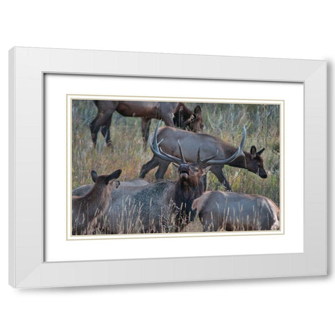 Bull elk bugling with harem-Colorado White Modern Wood Framed Art Print with Double Matting by Fitzharris, Tim