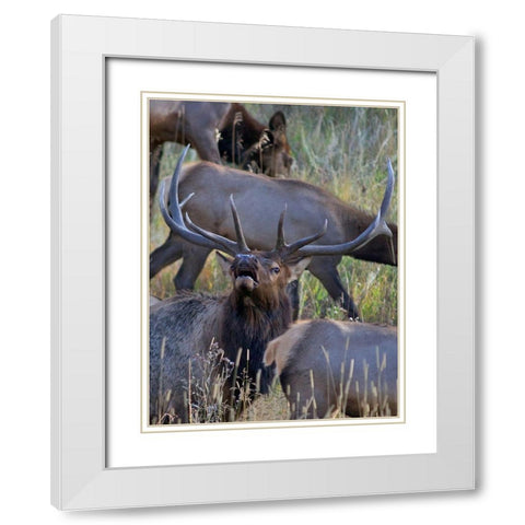 Bull elk bugling with harem-Colorado White Modern Wood Framed Art Print with Double Matting by Fitzharris, Tim