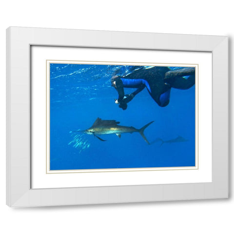 Sailfish-diver and sardines-Isla Mujeres-Mexico White Modern Wood Framed Art Print with Double Matting by Fitzharris, Tim