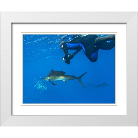 Sailfish-diver and sardines-Isla Mujeres-Mexico White Modern Wood Framed Art Print with Double Matting by Fitzharris, Tim