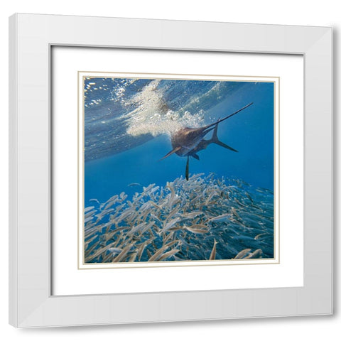 Sailfish and sardines-Isla Mujeres-Mexico White Modern Wood Framed Art Print with Double Matting by Fitzharris, Tim