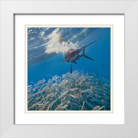 Sailfish and sardines-Isla Mujeres-Mexico White Modern Wood Framed Art Print with Double Matting by Fitzharris, Tim