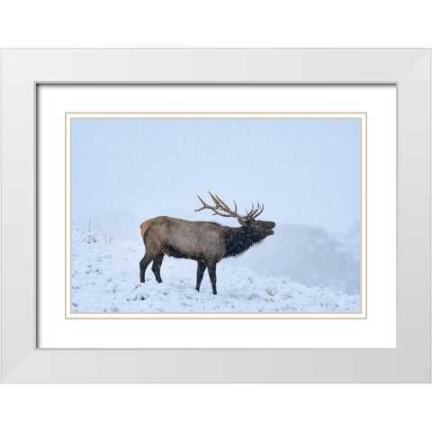 Bugling Elk-Yellowstone National Park-Wyoming White Modern Wood Framed Art Print with Double Matting by Fitzharris, Tim