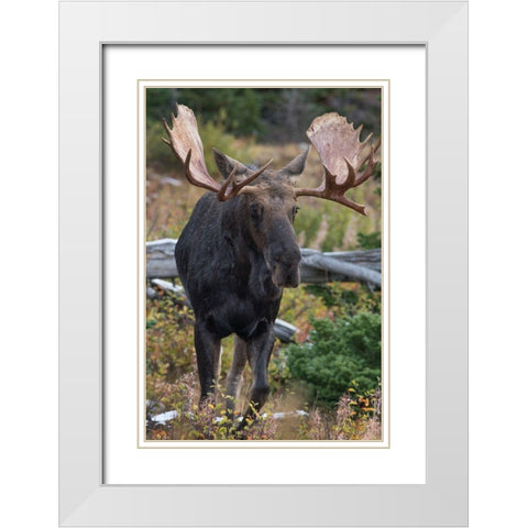 Bull moose-Glacier National Park-Montana, White Modern Wood Framed Art Print with Double Matting by Fitzharris, Tim