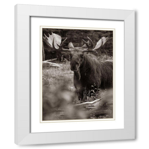 Bull moose-Glacier National Park-Montana, White Modern Wood Framed Art Print with Double Matting by Fitzharris, Tim