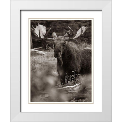 Bull moose-Glacier National Park-Montana, White Modern Wood Framed Art Print with Double Matting by Fitzharris, Tim