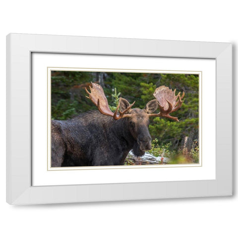 Bull moose-Rocky Mountains Glacier National Park-Montana White Modern Wood Framed Art Print with Double Matting by Fitzharris, Tim