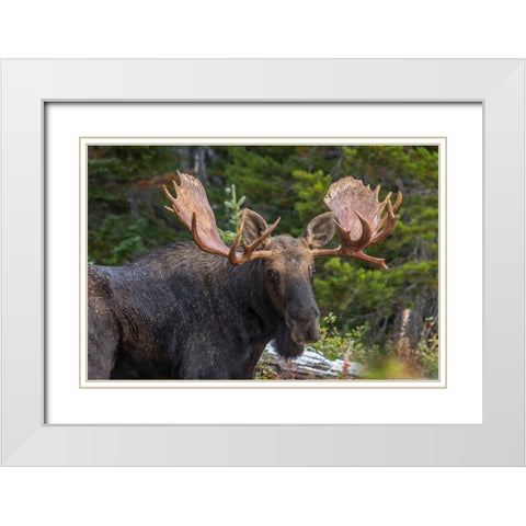 Bull moose-Rocky Mountains Glacier National Park-Montana White Modern Wood Framed Art Print with Double Matting by Fitzharris, Tim