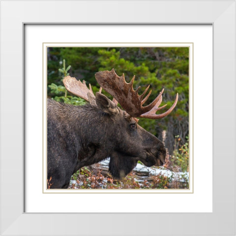 Bull moose-Glacier National Park-Montana, White Modern Wood Framed Art Print with Double Matting by Fitzharris, Tim