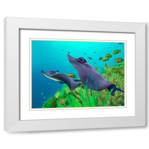 Blue Skates-Balicasag Island-Philippines White Modern Wood Framed Art Print with Double Matting by Fitzharris, Tim