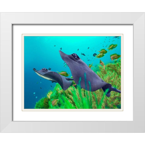 Blue Skates-Balicasag Island-Philippines White Modern Wood Framed Art Print with Double Matting by Fitzharris, Tim