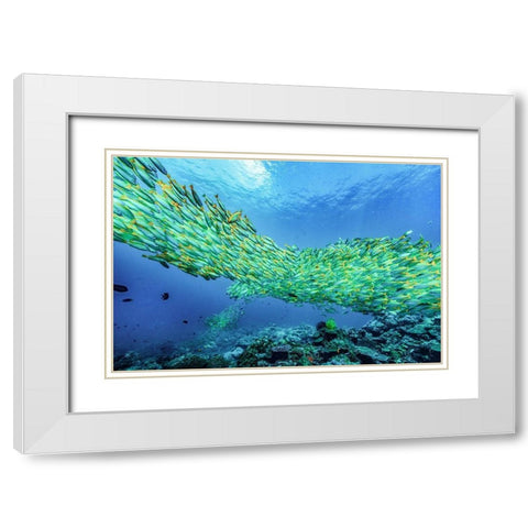 Yellow snapper school-Miniloc Island-Palawan-Philippines White Modern Wood Framed Art Print with Double Matting by Fitzharris, Tim