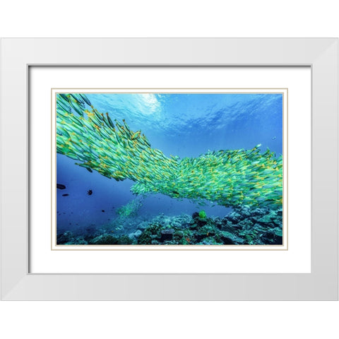 Yellow snapper school-Miniloc Island-Palawan-Philippines White Modern Wood Framed Art Print with Double Matting by Fitzharris, Tim