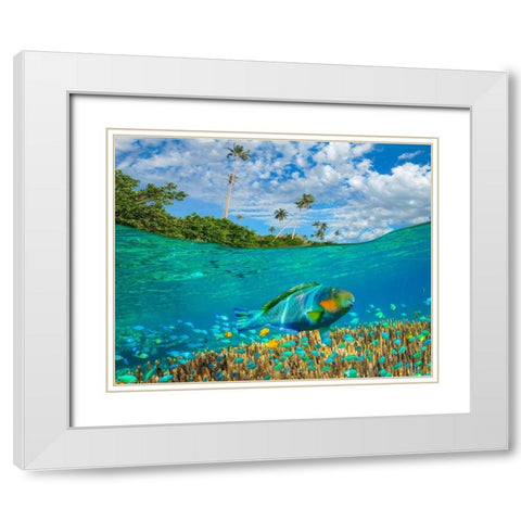 Blue chromis and coral at palm tree Bukai Beach-Palawan-Philippines White Modern Wood Framed Art Print with Double Matting by Fitzharris, Tim