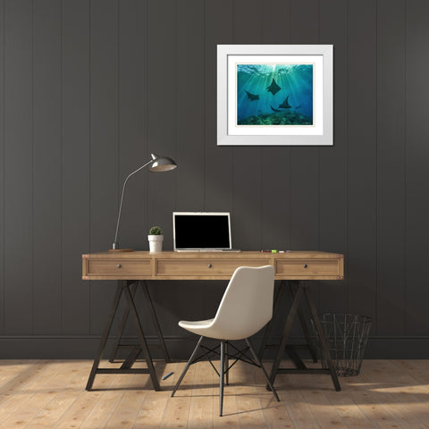 Reef manta rays-Penida Island-Indonesia White Modern Wood Framed Art Print with Double Matting by Fitzharris, Tim