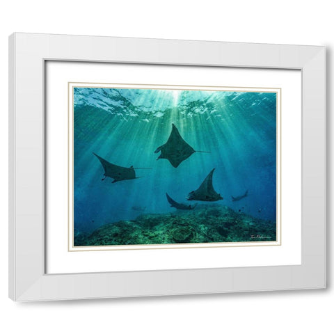 Reef manta rays-Penida Island-Indonesia White Modern Wood Framed Art Print with Double Matting by Fitzharris, Tim