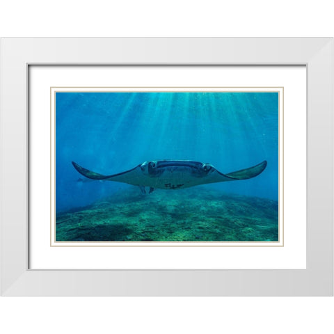 Reef manta rays-Penida Island-Indonesia White Modern Wood Framed Art Print with Double Matting by Fitzharris, Tim