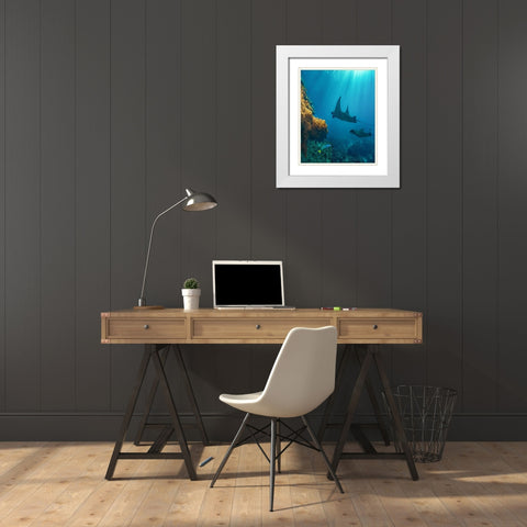 Reef manta rays and moon wrasse-Penida Island-Indonesia White Modern Wood Framed Art Print with Double Matting by Fitzharris, Tim