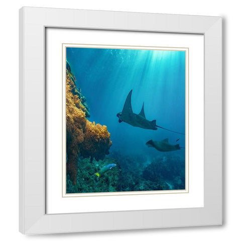 Reef manta rays and moon wrasse-Penida Island-Indonesia White Modern Wood Framed Art Print with Double Matting by Fitzharris, Tim