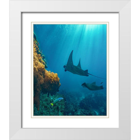 Reef manta rays and moon wrasse-Penida Island-Indonesia White Modern Wood Framed Art Print with Double Matting by Fitzharris, Tim