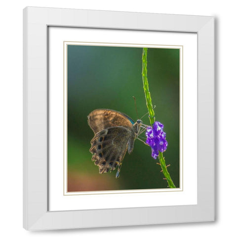 Grapium Agamemnon butterfly White Modern Wood Framed Art Print with Double Matting by Fitzharris, Tim