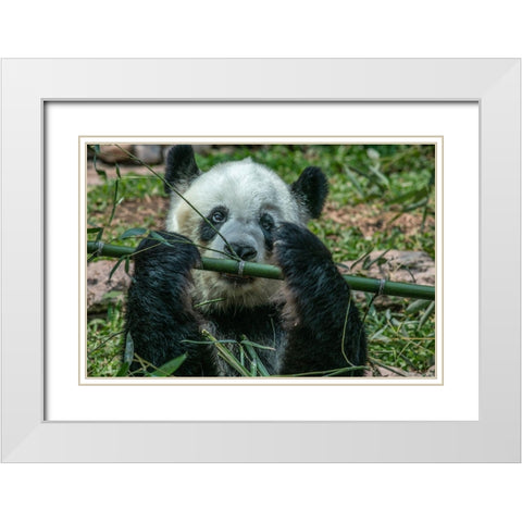 Panda eating bamboo White Modern Wood Framed Art Print with Double Matting by Fitzharris, Tim