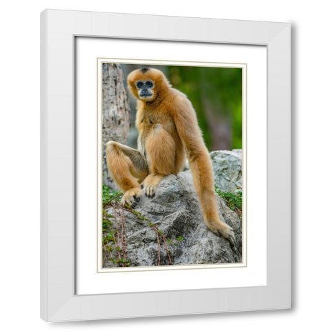 Black-crested Gibbon White Modern Wood Framed Art Print with Double Matting by Fitzharris, Tim