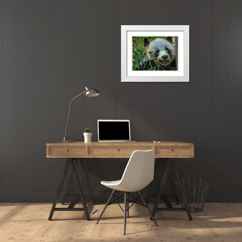 Panda eating bamboo White Modern Wood Framed Art Print with Double Matting by Fitzharris, Tim