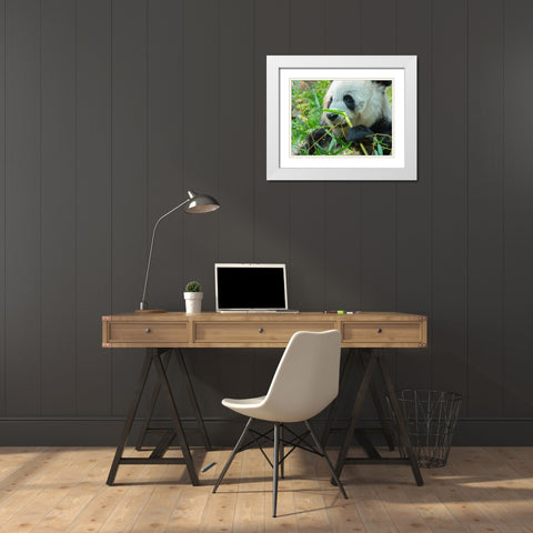 Panda eating bamboo White Modern Wood Framed Art Print with Double Matting by Fitzharris, Tim