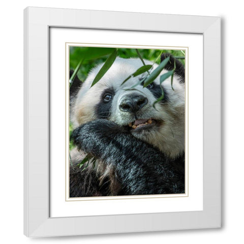 Panda eating bamboo White Modern Wood Framed Art Print with Double Matting by Fitzharris, Tim