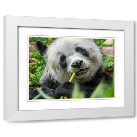 Panda eating bamboo White Modern Wood Framed Art Print with Double Matting by Fitzharris, Tim