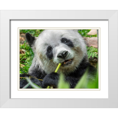 Panda eating bamboo White Modern Wood Framed Art Print with Double Matting by Fitzharris, Tim