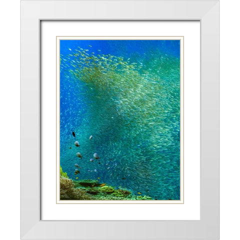 Sardines-Panagsama reef-Philippines White Modern Wood Framed Art Print with Double Matting by Fitzharris, Tim
