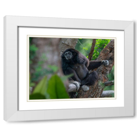 Black-crested Gibbon White Modern Wood Framed Art Print with Double Matting by Fitzharris, Tim