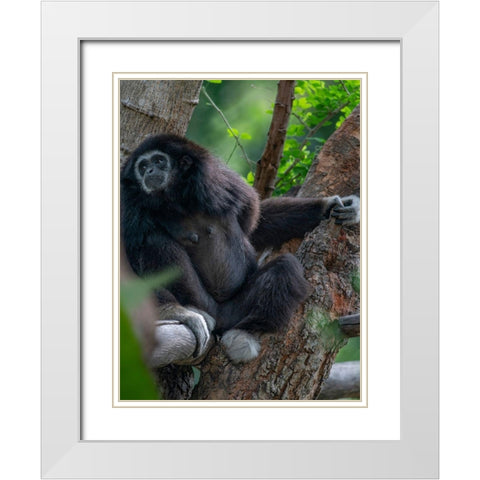 Black-crested Gibbon White Modern Wood Framed Art Print with Double Matting by Fitzharris, Tim