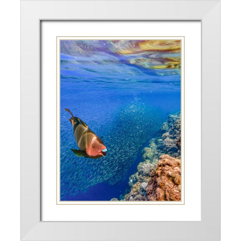 Red parrot fish and sardines-Panagsama reef-Philippines White Modern Wood Framed Art Print with Double Matting by Fitzharris, Tim
