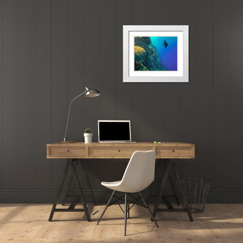 Spotted Eagle Ray with brain coral White Modern Wood Framed Art Print with Double Matting by Fitzharris, Tim