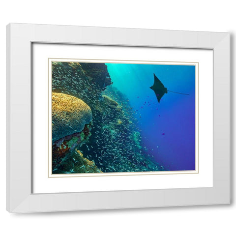 Spotted Eagle Ray with brain coral White Modern Wood Framed Art Print with Double Matting by Fitzharris, Tim