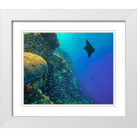 Spotted Eagle Ray with brain coral White Modern Wood Framed Art Print with Double Matting by Fitzharris, Tim