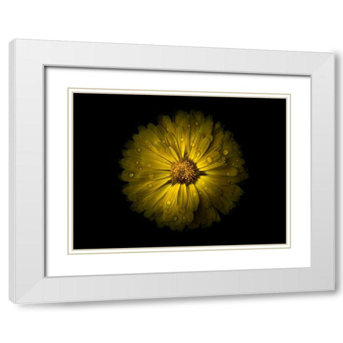 Backyard Flowers Yellow 10 White Modern Wood Framed Art Print with Double Matting by Carson, Brian