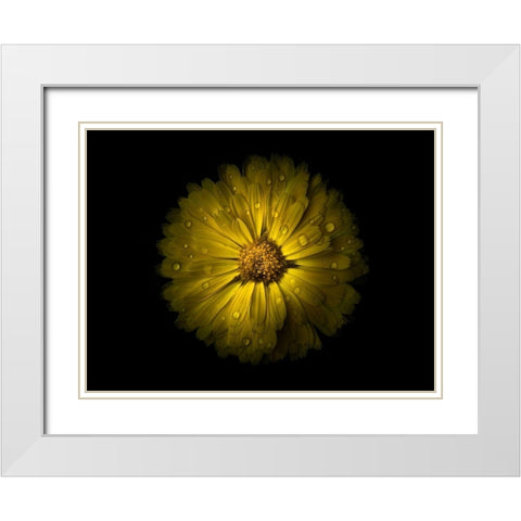Backyard Flowers Yellow 10 White Modern Wood Framed Art Print with Double Matting by Carson, Brian