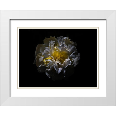 Backyard Flowers White 25 White Modern Wood Framed Art Print with Double Matting by Carson, Brian