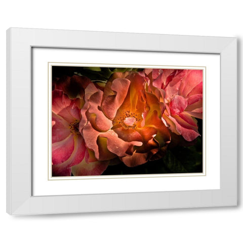 Backyard Flowers Coral 40 White Modern Wood Framed Art Print with Double Matting by Carson, Brian