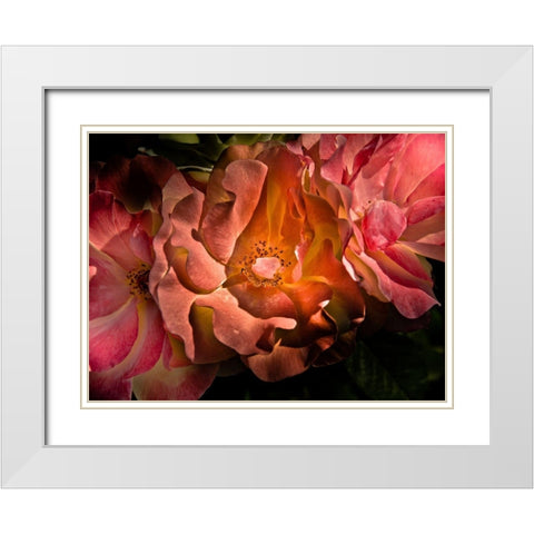 Backyard Flowers Coral 40 White Modern Wood Framed Art Print with Double Matting by Carson, Brian